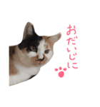 三毛猫のニコ（個別スタンプ：4）
