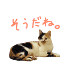 三毛猫のニコ（個別スタンプ：5）