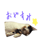 三毛猫のニコ（個別スタンプ：7）