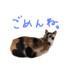 三毛猫のニコ（個別スタンプ：8）
