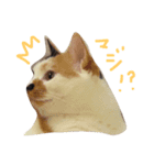 三毛猫のニコ（個別スタンプ：10）