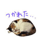 三毛猫のニコ（個別スタンプ：11）