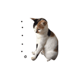 三毛猫のニコ（個別スタンプ：12）