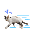 三毛猫のニコ（個別スタンプ：13）