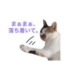 三毛猫のニコ（個別スタンプ：14）