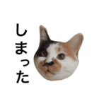 三毛猫のニコ（個別スタンプ：15）
