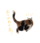 三毛猫のニコ（個別スタンプ：17）