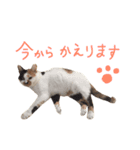 三毛猫のニコ（個別スタンプ：18）