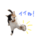 三毛猫のニコ（個別スタンプ：19）
