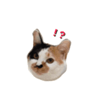 三毛猫のニコ（個別スタンプ：20）