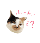 三毛猫のニコ（個別スタンプ：21）