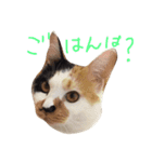 三毛猫のニコ（個別スタンプ：22）