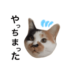 三毛猫のニコ（個別スタンプ：24）