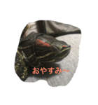 ちょびの日常（個別スタンプ：7）