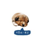 Sheltie baby（個別スタンプ：1）