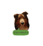Sheltie baby（個別スタンプ：2）