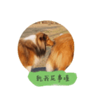 Sheltie baby（個別スタンプ：3）