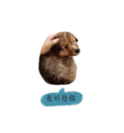 Sheltie baby（個別スタンプ：5）