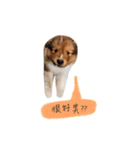 Sheltie baby（個別スタンプ：6）