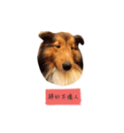 Sheltie baby（個別スタンプ：8）