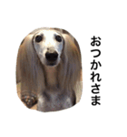 Saluki Muse Family（個別スタンプ：1）