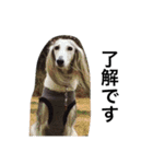Saluki Muse Family（個別スタンプ：2）
