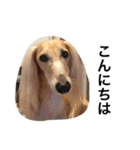 Saluki Muse Family（個別スタンプ：3）