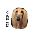 Saluki Muse Family（個別スタンプ：4）