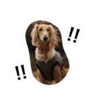 Saluki Muse Family（個別スタンプ：6）