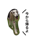 Saluki Muse Family（個別スタンプ：9）