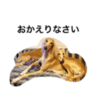 Saluki Muse Family（個別スタンプ：10）