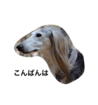 Saluki Muse Family（個別スタンプ：12）