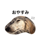 Saluki Muse Family（個別スタンプ：13）