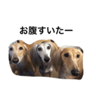 Saluki Muse Family（個別スタンプ：14）