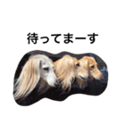 Saluki Muse Family（個別スタンプ：15）