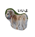 Saluki Muse Family（個別スタンプ：18）
