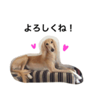 Saluki Muse Family（個別スタンプ：20）
