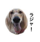 Saluki Muse Family（個別スタンプ：22）
