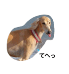 Saluki Muse Family（個別スタンプ：23）