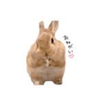 うさぎのおしゃべり①（個別スタンプ：2）