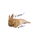 うさぎのおしゃべり①（個別スタンプ：7）