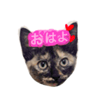 moriyafamly（個別スタンプ：1）