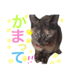 moriyafamly（個別スタンプ：16）