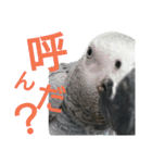 犬と犬と鳥と豚。（個別スタンプ：2）