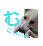 犬と犬と鳥と豚。（個別スタンプ：4）
