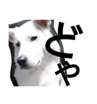 犬と犬と鳥と豚。（個別スタンプ：5）