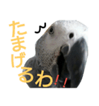 犬と犬と鳥と豚。（個別スタンプ：6）