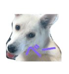 犬と犬と鳥と豚。（個別スタンプ：8）