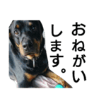 犬と犬と鳥と豚。（個別スタンプ：11）