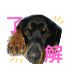 犬と犬と鳥と豚。（個別スタンプ：13）